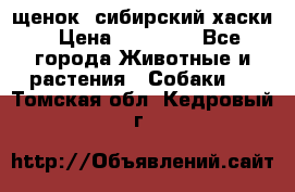 щенок  сибирский хаски › Цена ­ 12 000 - Все города Животные и растения » Собаки   . Томская обл.,Кедровый г.